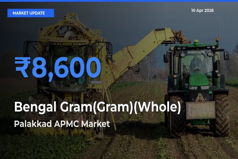 Farmers Prefer Palakkad APMC as Bengal Gram(Gram)(Whole) Hits Highest Rate
