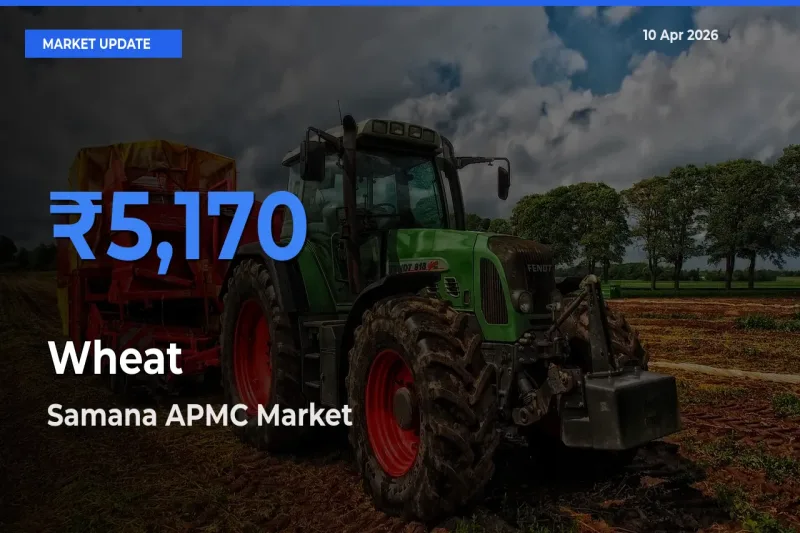Samana APMC Offers ₹5,170 – Highest Wheat Rate Today