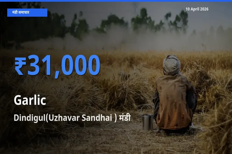 आज लहसुन के सबसे ऊँचे दाम ₹31,000 Dindigul(Uzhavar Sandhai ) मंडी में