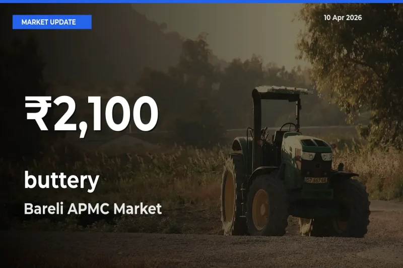 Farmers Concerned as buttery Hits 30-Day Low in Bareli APMC