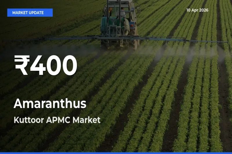 Amaranthus Prices Touch 30-Day Low in Kuttoor APMC – April 10 Update