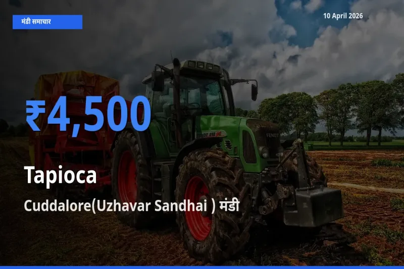 Cuddalore(Uzhavar Sandhai ) में साबूदाना का आज सबसे ऊँचा भाव