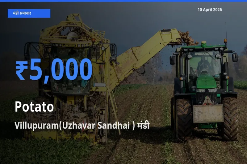 Villupuram(Uzhavar Sandhai ) मंडी में आज आलू के सबसे ऊँचे दाम दर्ज