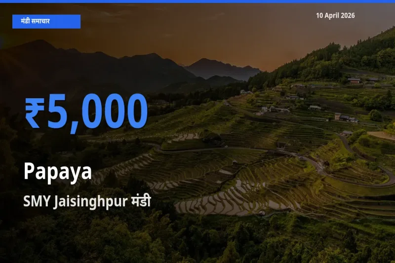 बाज़ार संकेत: SMY Jaisinghpur बना पपीता के लिए आज की टॉप मंडी