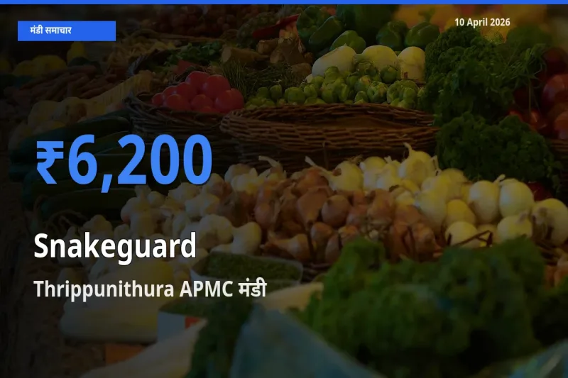 Thrippunithura APMC मंडी में आज चिचिंडा (नागफनी लौकी) के सबसे ऊँचे दाम दर्ज