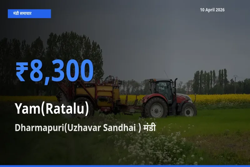 आज का मंडी भाव: रतालू (रतलू) के सबसे ज़्यादा दाम Dharmapuri(Uzhavar Sandhai ) में