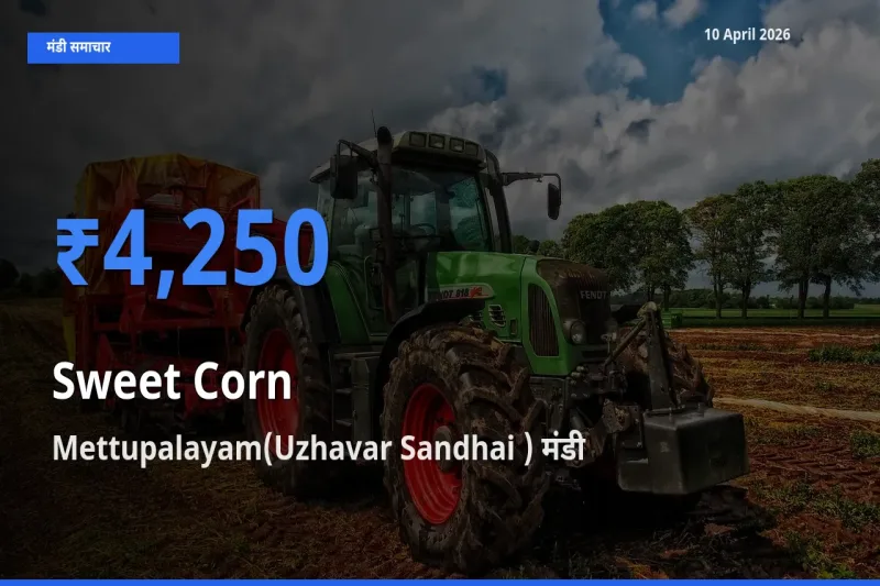 आज स्वीट कॉर्न के सबसे ज़्यादा दाम Mettupalayam(Uzhavar Sandhai ) मंडी में दर्ज
