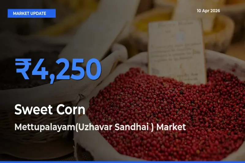Top Performer! Mettupalayam(Uzhavar Sandhai ) Offers Best Sweet Corn  Price Today