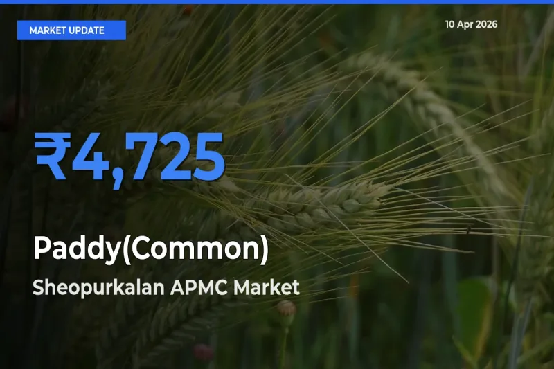 Top Performer! Sheopurkalan APMC Offers Best Paddy(Common) Price Today