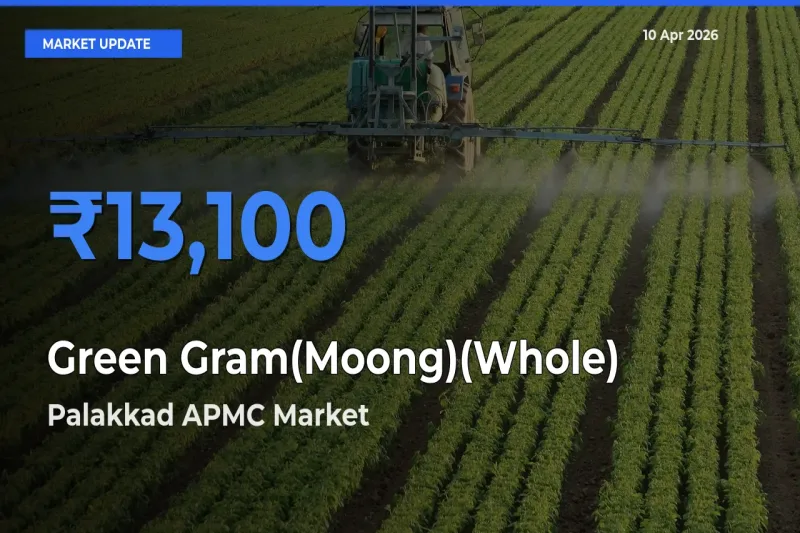 Palakkad APMC Emerges as Top Mandi for Green Gram(Moong)(Whole) Prices Today