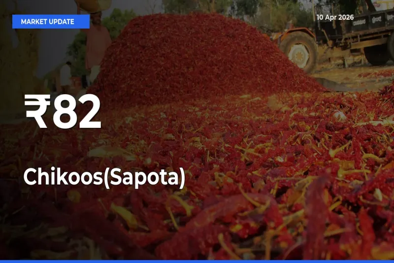 Why Chikoos(Sapota) Prices Are Moving Across Multiple Mandis Today