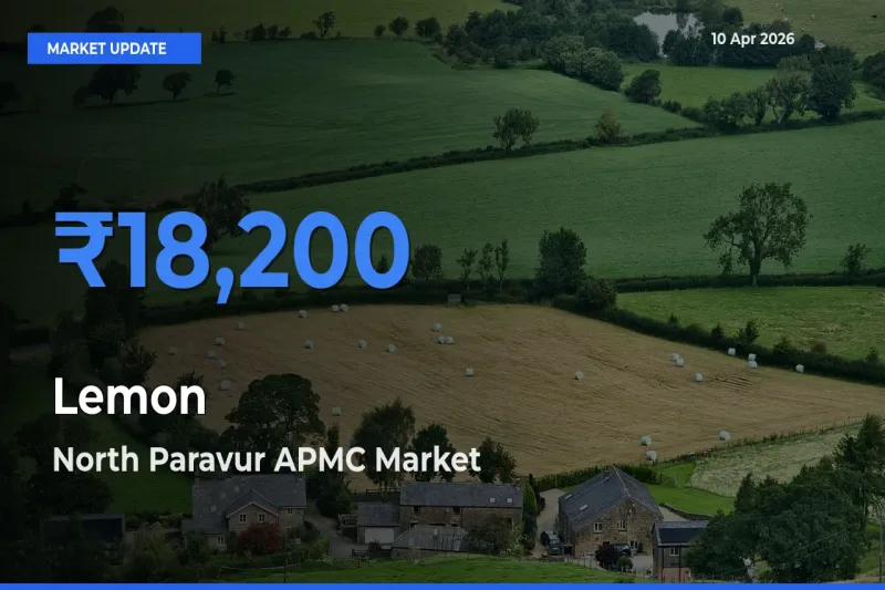 North Paravur APMC Records Highest ₹18,200 Rate for Lemon