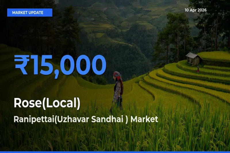 Ranipettai(Uzhavar Sandhai ) Offers ₹15,000 – Highest Rose(Local) Rate Today
