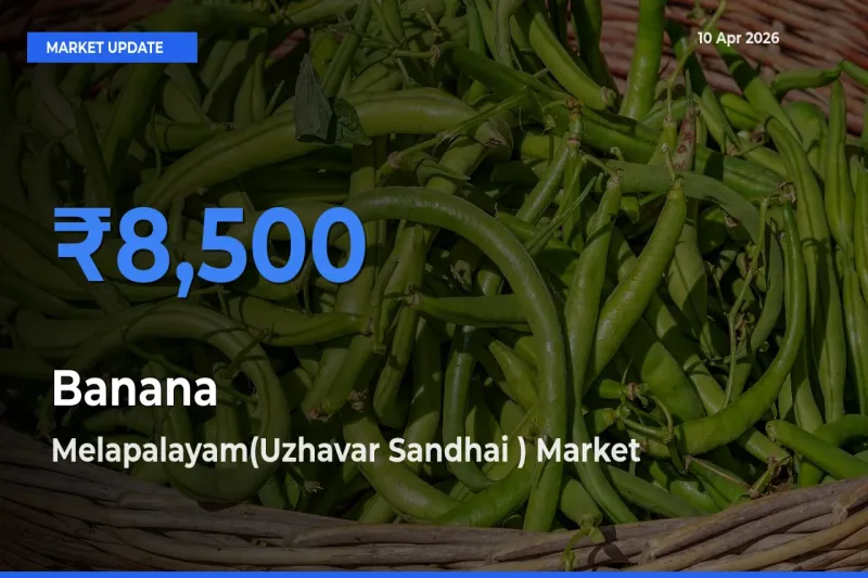 Farmers Prefer Melapalayam(Uzhavar Sandhai ) as Banana Hits Highest Rate