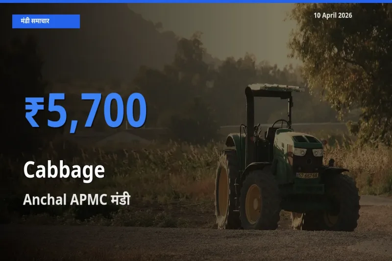 आज का मंडी भाव: पत्ता गोभी के सबसे ज़्यादा दाम Anchal APMC में