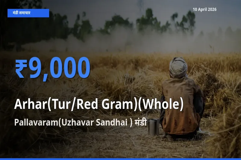 बाज़ार संकेत: Pallavaram(Uzhavar Sandhai ) बना अरहर (साबुत) के लिए आज की टॉप मंडी