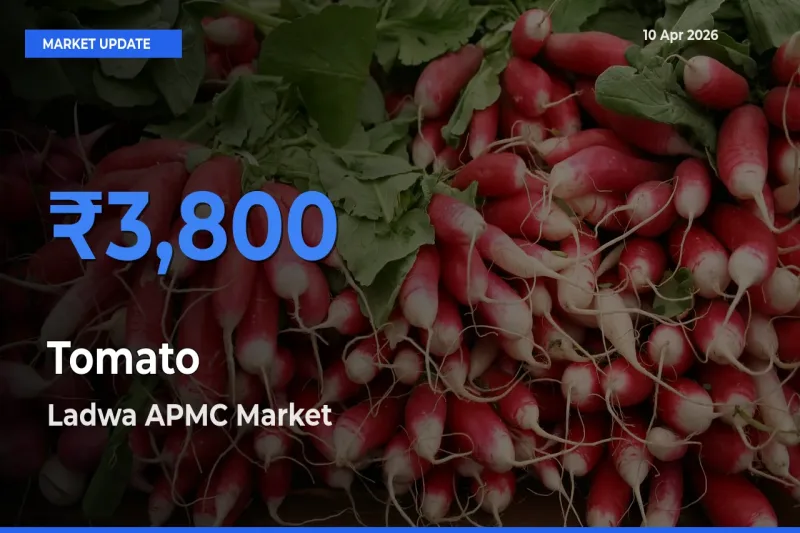 Top Performer! Ladwa APMC Offers Best Tomato Price Today
