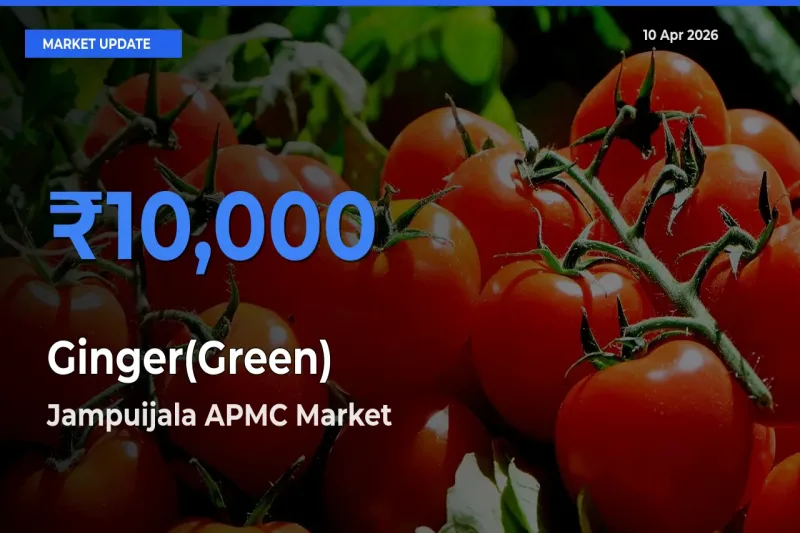 Top Performer! Jampuijala APMC Offers Best Ginger(Green) Price Today