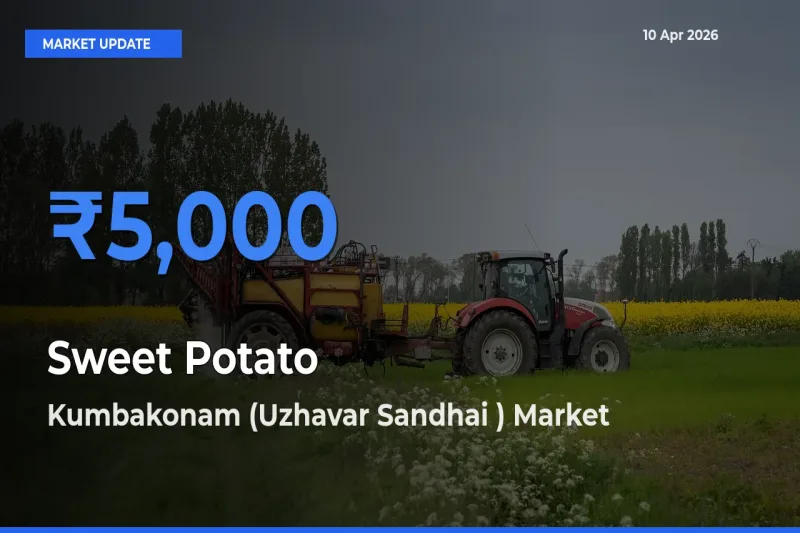 Kumbakonam (Uzhavar Sandhai ) Leads as Top Mandi for Sweet Potato Prices