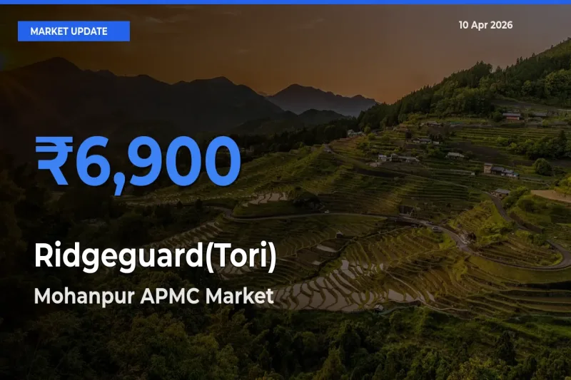 Mohanpur APMC Emerges as Top Mandi for Ridgeguard(Tori) Prices Today