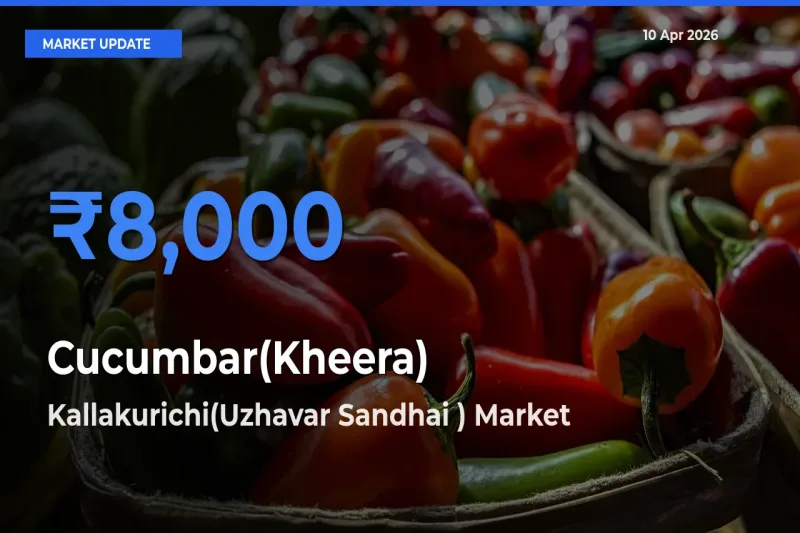 Farmers Prefer Kallakurichi(Uzhavar Sandhai ) as Cucumbar(Kheera) Hits Highest Rate