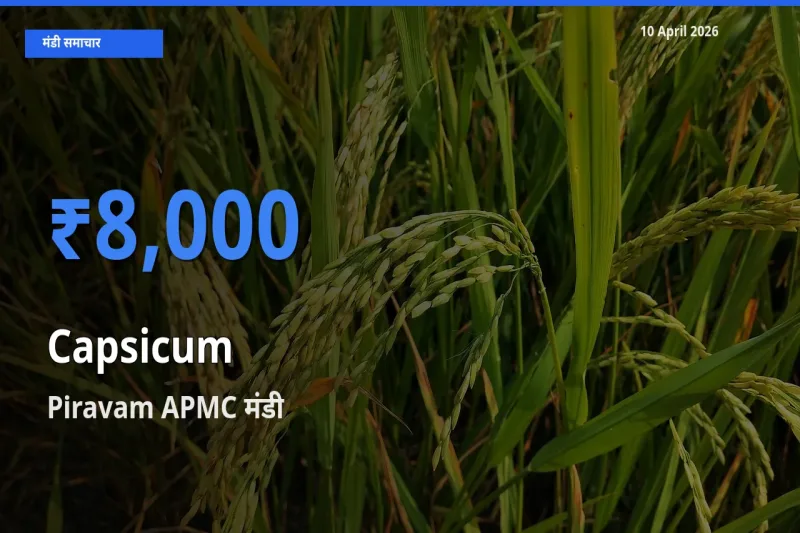 आज का मंडी भाव: शिमला मिर्च के सबसे ज़्यादा दाम Piravam APMC में