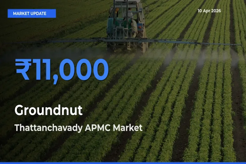 Groundnut Mandi Rate Today: Thattanchavady APMC Tops the List