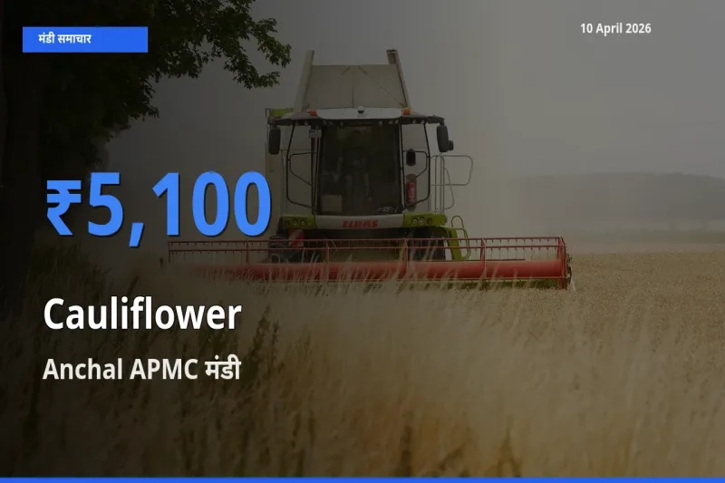 किसानों की पसंद बना Anchal APMC, फूलगोभी के सबसे अच्छे दाम