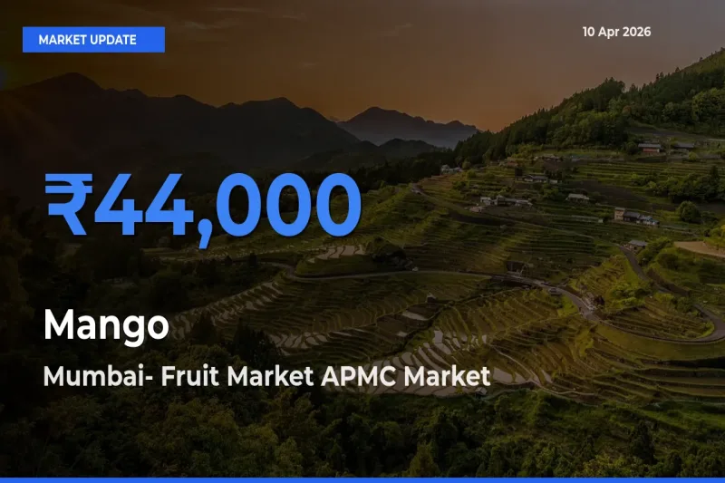 Mango Mandi Rate Today: Mumbai- Fruit Market APMC Tops the List