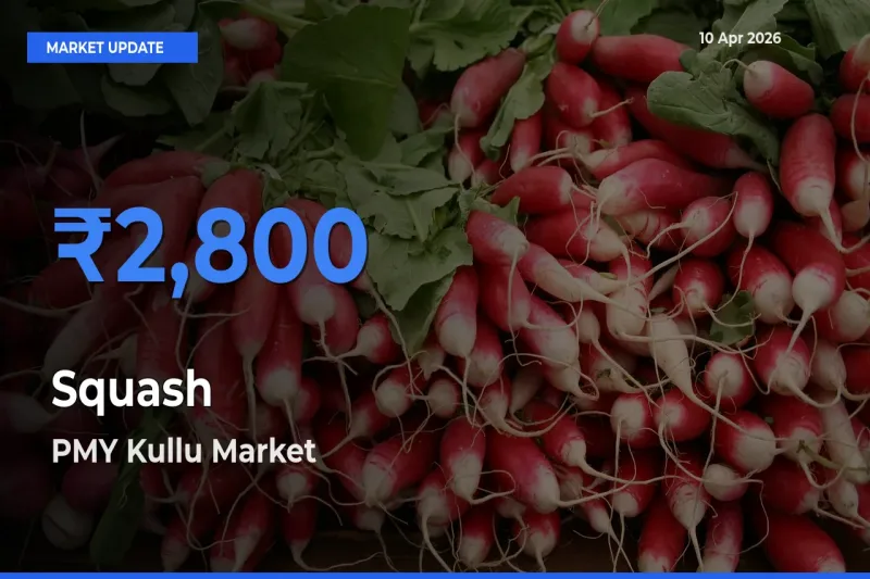 PMY Kullu Tops Squash Mandi Rates Today