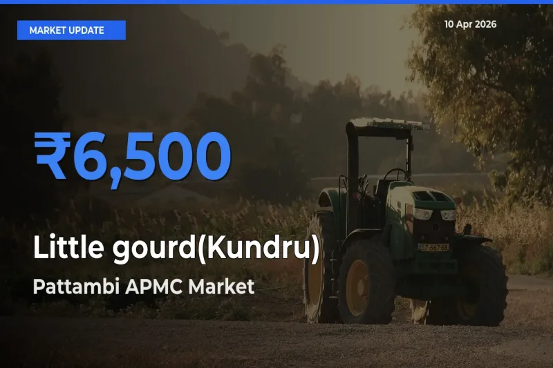 Top Performer! Pattambi APMC Offers Best Little gourd(Kundru) Price Today