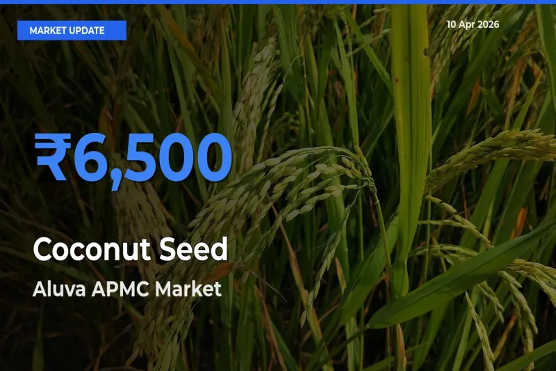 Aluva APMC Tops Coconut Seed Rates – April 10 Market Update
