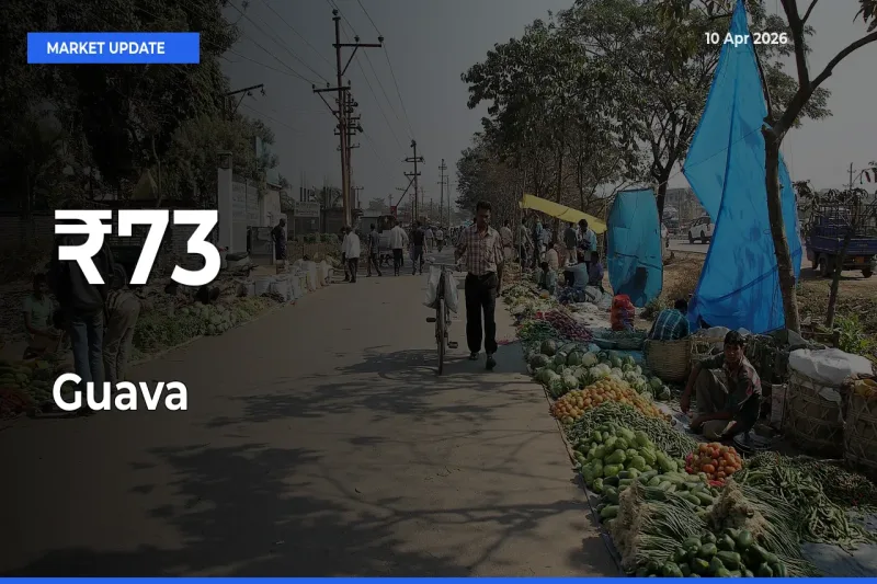 Guava Trend Strengthens Across Major Mandis