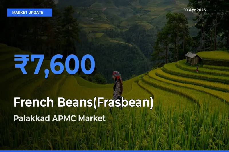 Palakkad APMC Records Highest ₹7,600 Rate for French Beans(Frasbean)