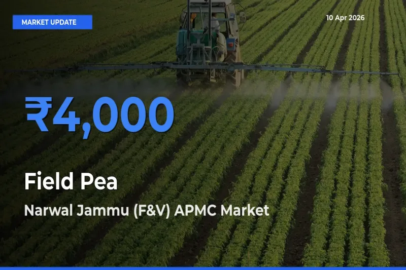 Market Watch: Narwal Jammu (F&V) APMC Becomes Top Mandi for Field Pea