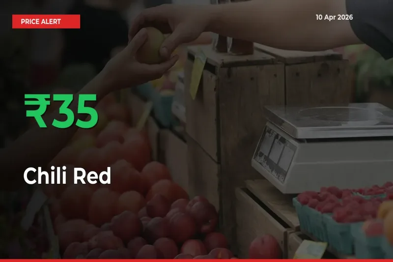 Farmers Cheer as Chili Red Prices Surge 34.69% in Local Mandis