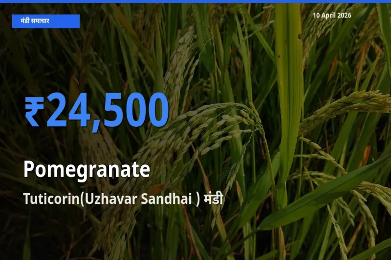 10 April अपडेट: अनार के सबसे ऊँचे दाम Tuticorin(Uzhavar Sandhai ) मंडी में
