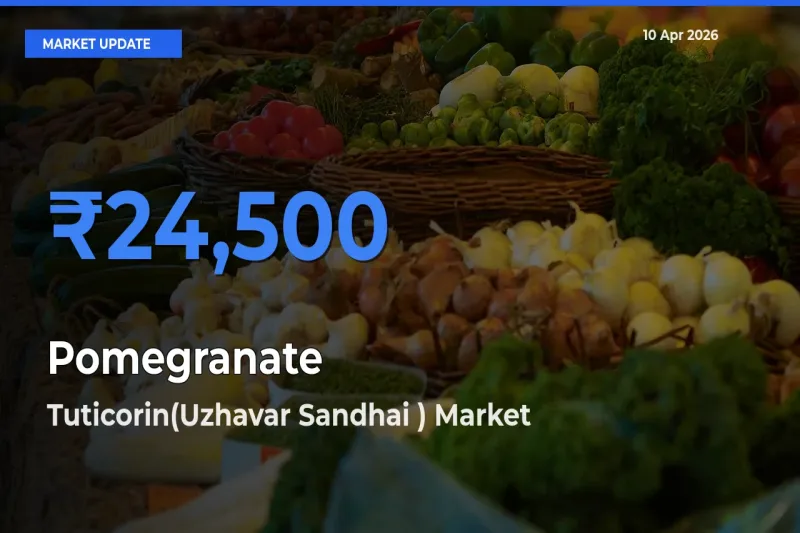 Market Watch: Tuticorin(Uzhavar Sandhai ) Becomes Top Mandi for Pomegranate