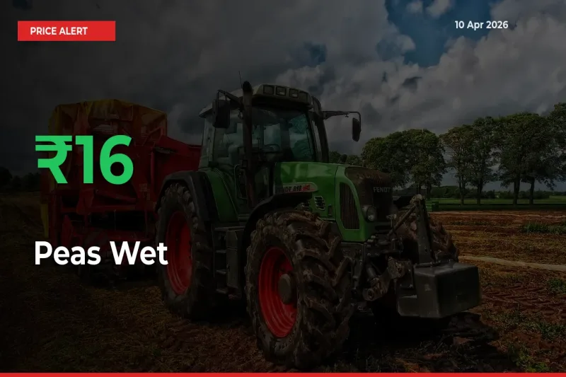 Big Rally! Peas Wet Climbs 15.89% in 24 Hours at Top Mandis