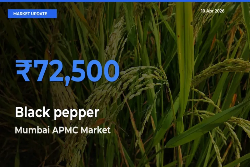 Mumbai APMC Records Highest ₹72,500 Rate for Black pepper