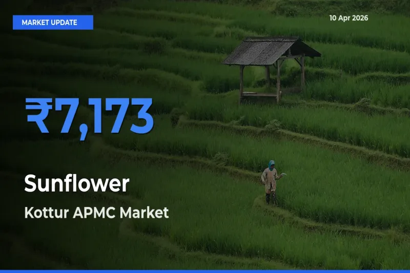 Kottur APMC Leads as Top Mandi for Sunflower Prices