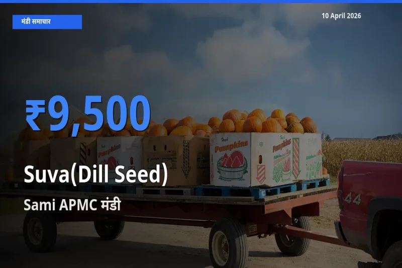 आज सुवा (डिल सीड्स) के सबसे ज़्यादा दाम Sami APMC मंडी में दर्ज