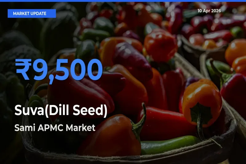 Suva(Dill Seed) Mandi Rate Today: Sami APMC Tops the List