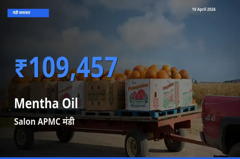 किसानों की पसंद बना Salon APMC, मेंथा ऑयल के सबसे अच्छे दाम