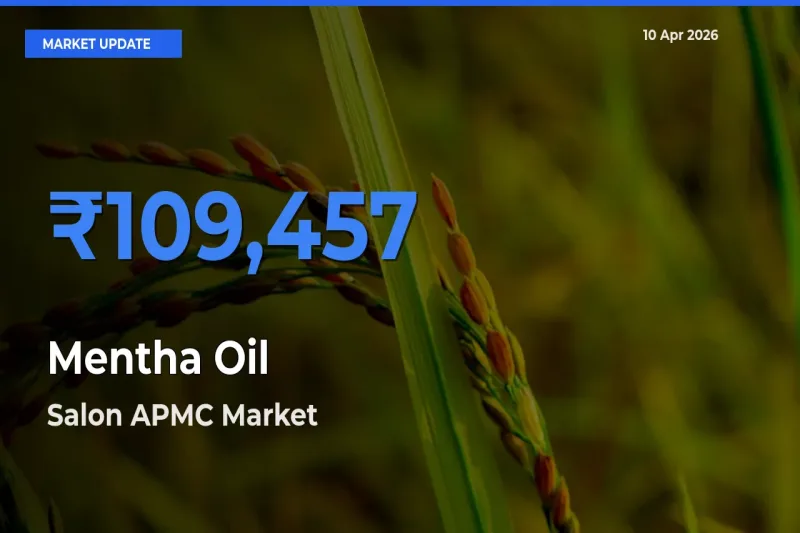 Salon APMC Records Highest ₹109,457 Rate for Mentha Oil