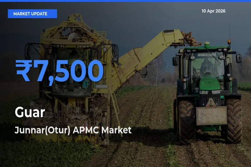 Guar Mandi Rate Today: Junnar(Otur) APMC Tops the List