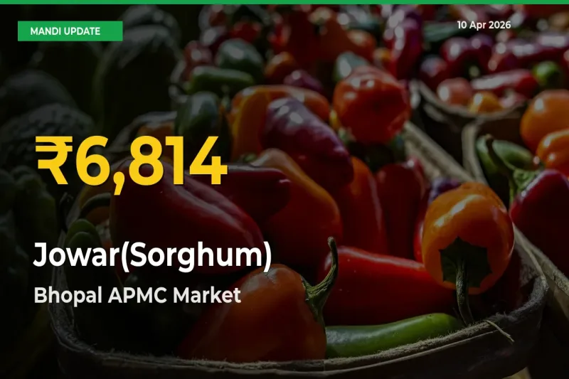 Jowar(Sorghum) Prices Soar to Record High in Bhopal APMC – Farmers Alert Today