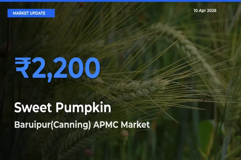Sweet Pumpkin Mandi Rate Today: Baruipur(Canning) APMC Tops the List