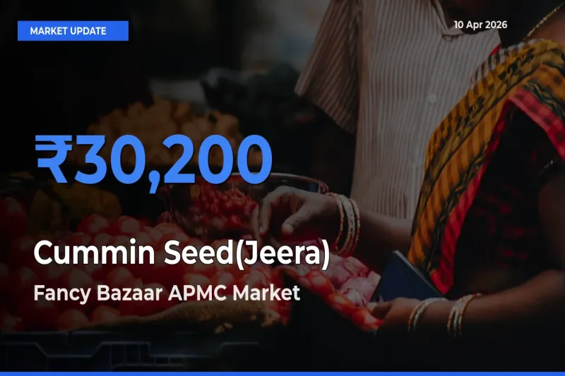 Fancy Bazaar APMC Leads as Top Mandi for Cummin Seed(Jeera) Prices
