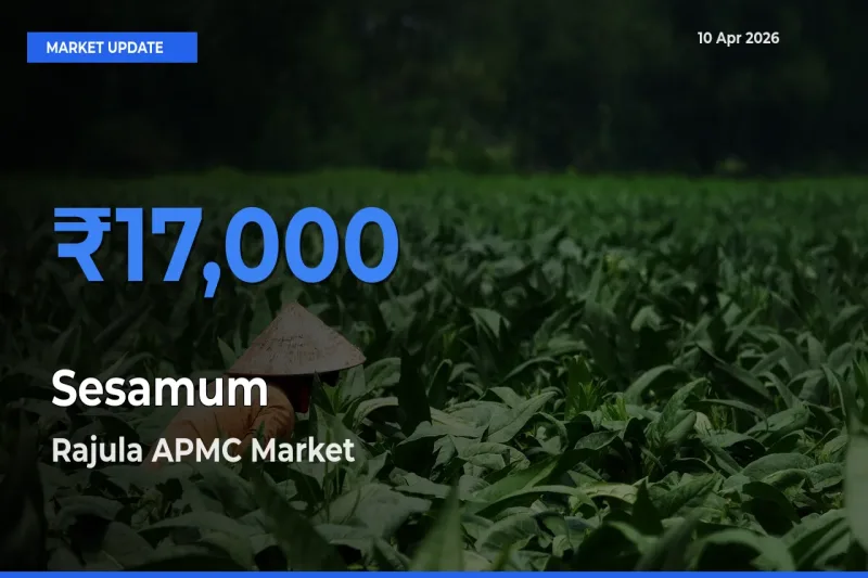 Sesamum Mandi Rate Today: Rajula APMC Tops the List